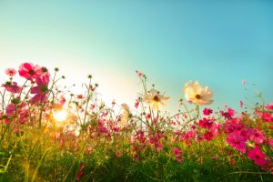 Beautiful wild flowers