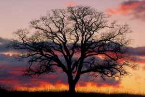 Oak tree in front of a sunset in Loomis